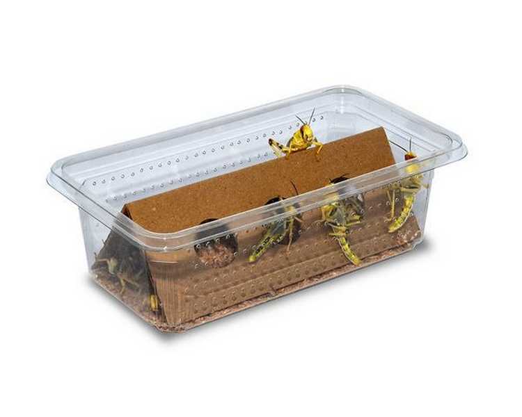 Medium Locust - Super Pack (25 Locusts)